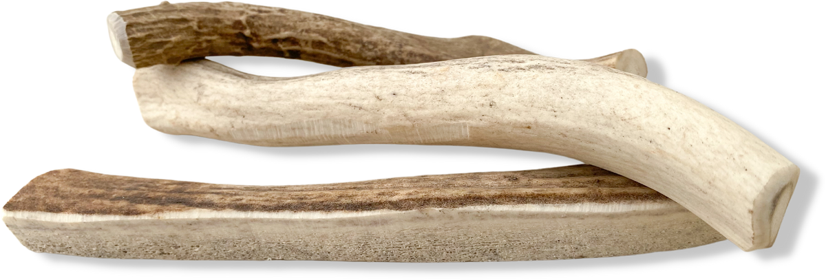 Canine Caviar Venison Antlers