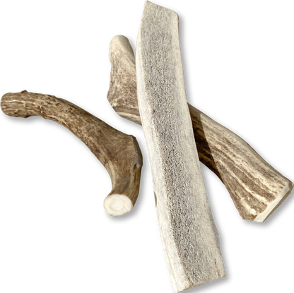 Canine Caviar Venison Antlers